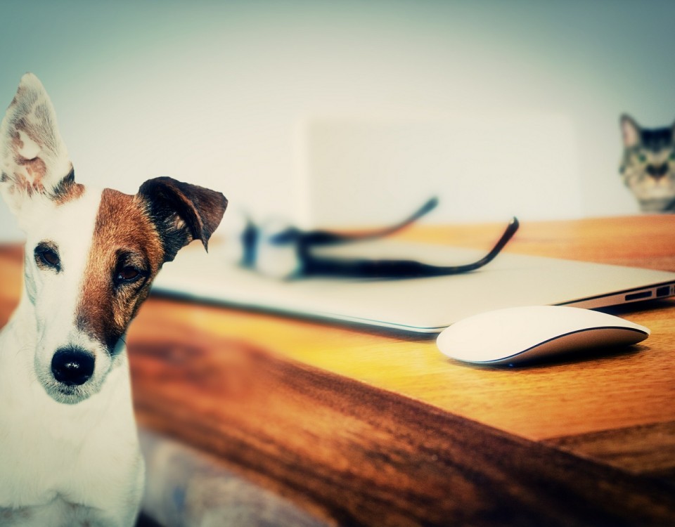 dog-624952_1920